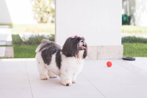 shih tzu ensaio pet em brasília leticia franco fotografia lago norte df yank e amora brincando em casa '
