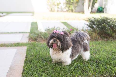 shih tzu ensaio pet em brasília leticia franco fotografia lago norte df yank e amora na grama do quintal de casa'