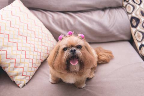 shih tzu ensaio pet em brasília leticia franco fotografia lago norte df yank e amora no sofá de casa '