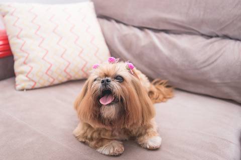 shih tzu ensaio pet em brasília leticia franco fotografia lago norte df yank e amora no sofá deitada olhando pra cima'