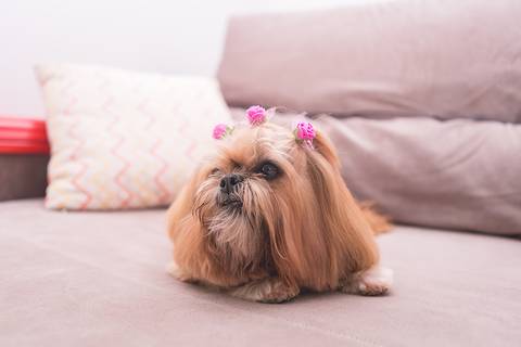 shih tzu ensaio pet em brasília leticia franco fotografia lago norte df yank e amora fofura deitada no sofã'