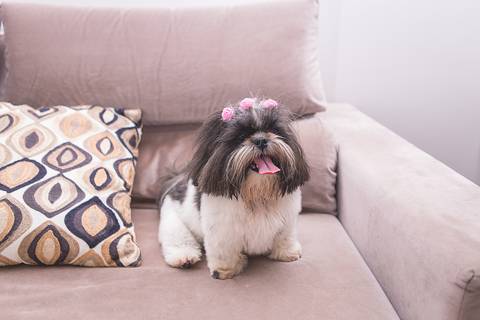shih tzu ensaio pet em brasília leticia franco fotografia lago norte df yank e amora sentadinha no sofã'