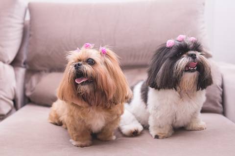 shih tzu ensaio pet em brasília leticia franco fotografia lago norte df yank e amora as duas juntas no sofá de casa'