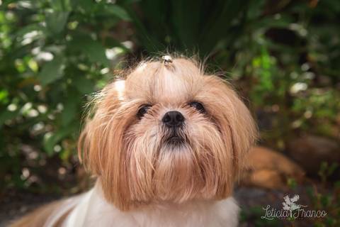 shih tzu ensaio pet em brasília leticia franco fotografia dafne em formosa itiquira goias retrato'