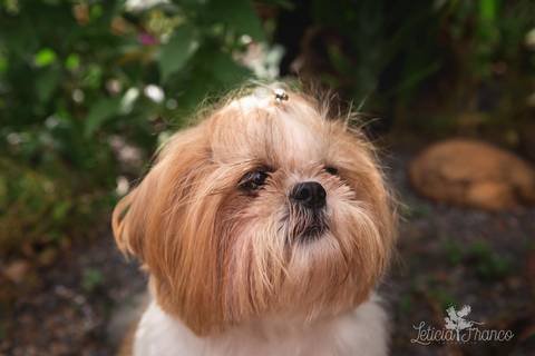 shih tzu ensaio pet em brasília leticia franco fotografia dafne em formosa itiquira goias olhando de ladinho'