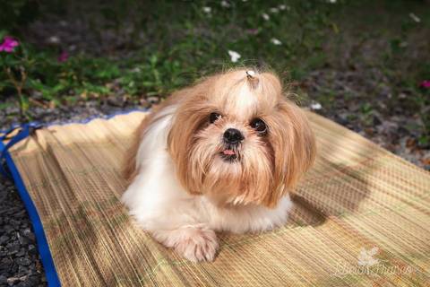 shih tzu ensaio pet em brasília leticia franco fotografia dafne em formosa itiquira goias olhando pra cima'