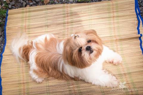 shih tzu ensaio pet em brasília leticia franco fotografia dafne em formosa itiquira goias deitada esparramada'