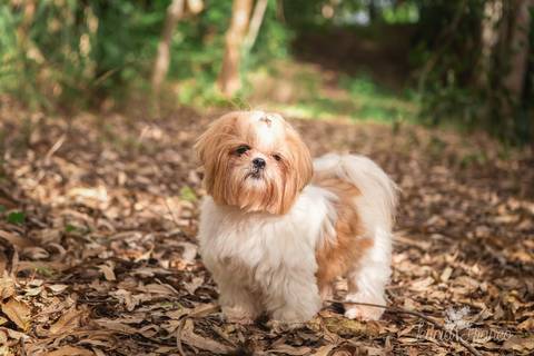 shih tzu ensaio pet em brasília leticia franco fotografia dafne em formosa itiquira goias olhando fixamente'