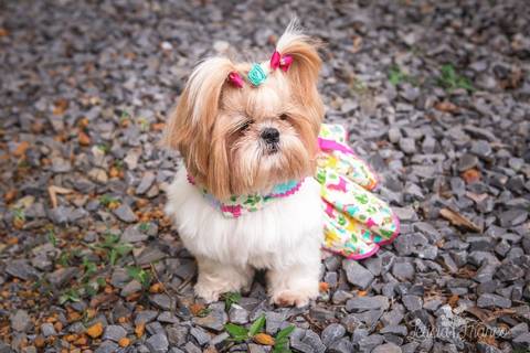 shih tzu ensaio pet em brasília leticia franco fotografia dafne em formosa itiquira goias com vestidinho e lacinhos xuxinha'