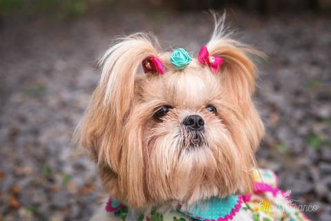 shih tzu ensaio pet em brasília leticia franco fotografia dafne em formosa itiquira goias com vestidinho e lacinhos xuxinha close retrato'