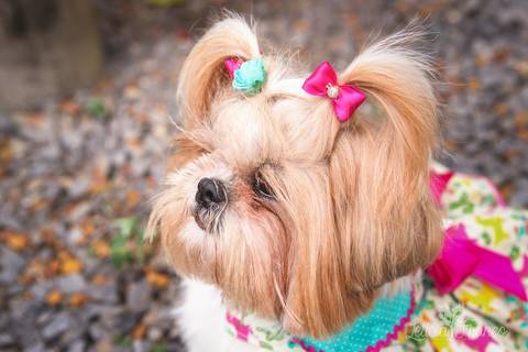 shih tzu ensaio pet em brasília leticia franco fotografia dafne em formosa itiquira goias com vestidinho e lacinhos xuxinha olhando de lado '