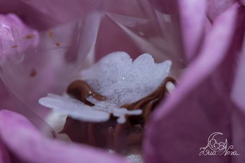 detalhe do bombom borboleta de açúcar festa de 1 ano jardim com ursinhas'