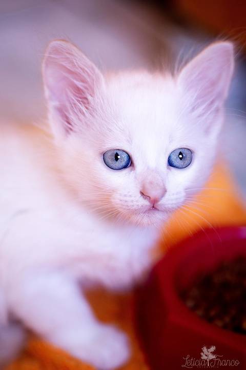 ensaio pet em brasília leticia franco fotografia phoebe gata gato foto do rosto sem raça definida olhando pra câmera para fotográfa'