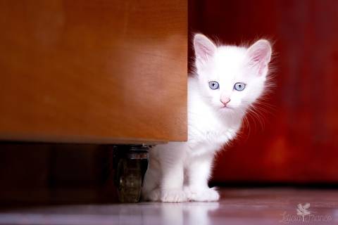 ensaio pet em brasília leticia franco fotografia phoebe gata gato foto do rosto sem raça definida olhando pra câmera para fotográfa em pé se escondendo atrás do móvel'