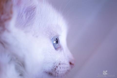 ensaio pet em brasília leticia franco fotografia phoebe gata gato foto do rosto sem raça definida olhando pra câmera para fotográfa perfil'