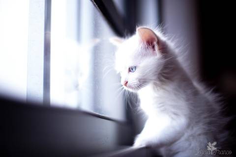 ensaio pet em brasília leticia franco fotografia phoebe gata gato foto do rosto sem raça definida olhando pra câmera para fotógrafa olhando pela janela espiando os vizinhos'