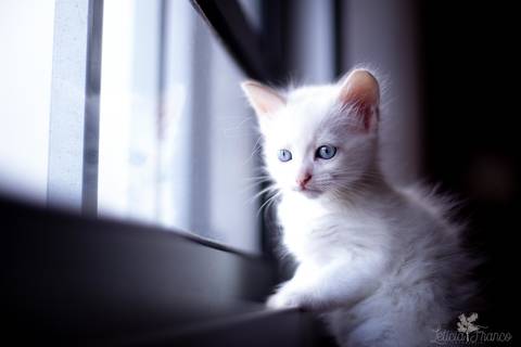 ensaio pet em brasília leticia franco fotografia phoebe gata gato foto do rosto sem raça definida olhando pra câmera para fotógrafa olhando pela janela espiando os vizinhos'