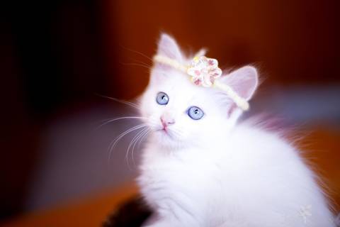 ensaio pet em brasília leticia franco fotografia phoebe gata gato foto do rosto sem raça definida olhando pra câmera para fotógrafa olhando pela janela espiando os vizinhos laço na cabeça headband'