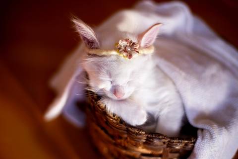 ensaio pet em brasília leticia franco fotografia phoebe gata gato foto do rosto sem raça definida olhando pra câmera para fotógrafa olhando pela janela espiando os vizinhos newborn com headband laço na cabeça'