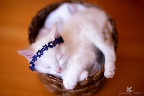 ensaio pet em brasília leticia franco fotografia phoebe gata gato foto do rosto sem raça definida olhando pra câmera para fotógrafa newborn na cesta com flores headband'