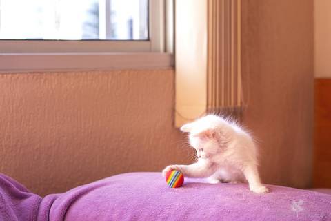 ensaio pet em brasília leticia franco fotografia phoebe gata gato foto do rosto sem raça definida olhando pra câmera para fotógrafa brincando com a bolinha'