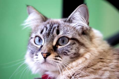 ensaio pet em brasília leticia franco fotografia mia gata gato foto do rosto sem raça definida'