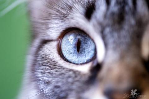 ensaio pet em brasília leticia franco fotografia mia gata gato foto do rosto sem raça definida foto macro fo olho '
