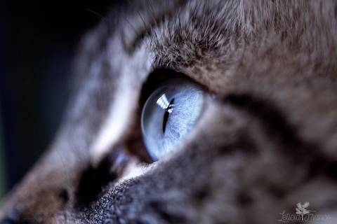 ensaio pet em brasília leticia franco fotografia mia gata gato foto do rosto sem raça definida foto macro lateral do olho'