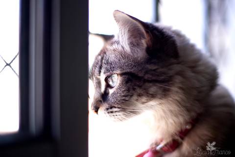 ensaio pet em brasília leticia franco fotografia mia gata gato foto do rosto sem raça definida perfil olhando na janela'