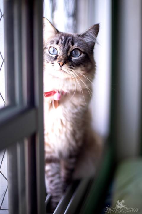ensaio pet em brasília leticia franco fotografia mia gata gato foto do rosto sem raça definida na janela espiando'