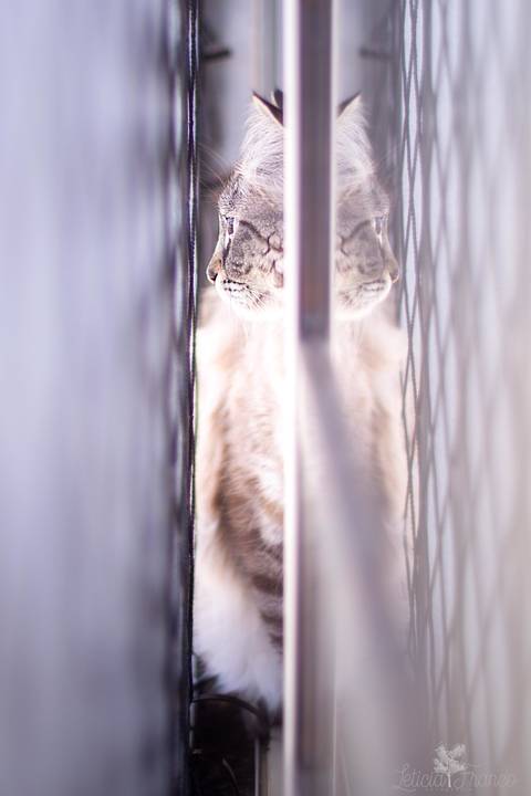 ensaio pet em brasília leticia franco fotografia mia gata gato foto do rosto sem raça definida na janela espiando os vizinhos e  entre a janela e a rede'