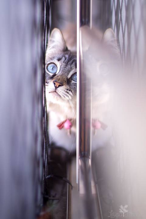 ensaio pet em brasília leticia franco fotografia mia gata gato foto do rosto sem raça definida na janela espiando os vizinhos e  entre a janela e a rede olhando pra câmera para fotográfa'