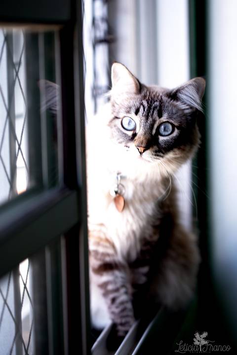 ensaio pet em brasília leticia franco fotografia mia gata gato foto do rosto sem raça definida na janela espiando os vizinhos e  entre a janela e a rede olhando pra câmera para fotográfa'