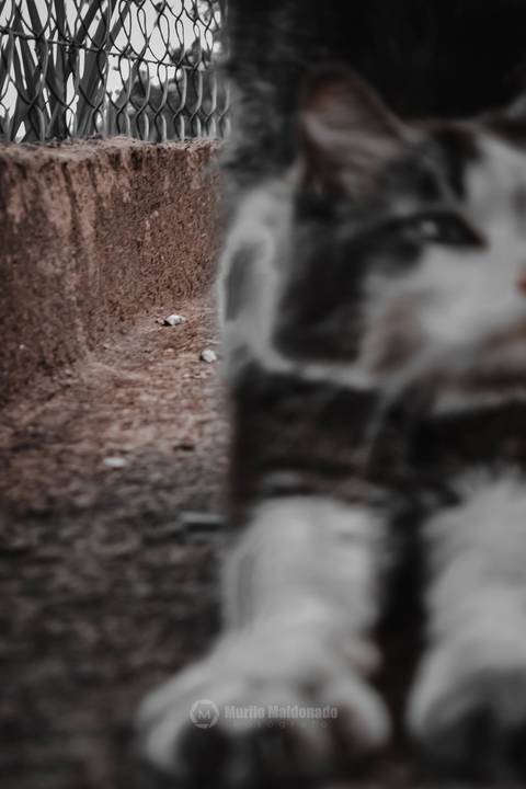 '