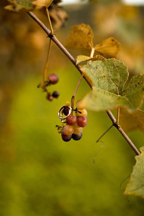 As melhores ideias e inspirações criativas de fotos de ensaio pré casamento registradas por fotógrafos profissionais de eventos da empresa Criativus Foto e Vídeo na Vinícola XV de Novembro em São Roque'