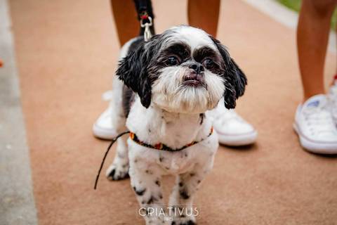 Inspiração e ideias criativas de fotos fotográfico de casamento no Sítio Della Torre'