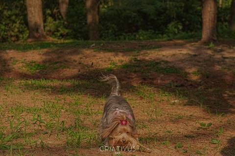 Inspiração e ideias criativas  ensaio fotográfico pré casamento de casal com bichinho de estimação na Aldeia da Serra'