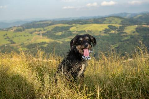 Inspiração e ideias criativas ensaio fotográfico pré casamento pré wedding de casal no Morro do Saboó - São Roque'