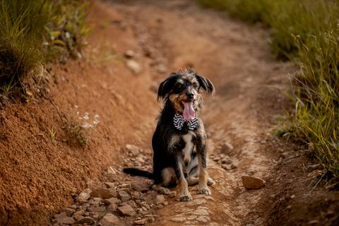 Inspiração e ideias criativas ensaio fotográfico pré casamento pré wedding de casal no Morro do Saboó - São Roque'