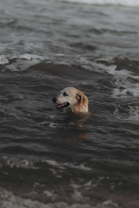 '