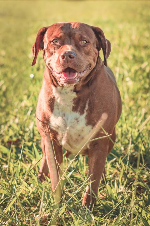 ensaio pet feito em são josé do rio preto na quinta do golfe pela fotógrafa Dani Belloto'