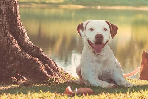 fotografia pet feita pela fotógrafa Dani Belloto na quinta do golfe em são josé do rio preto - sp'