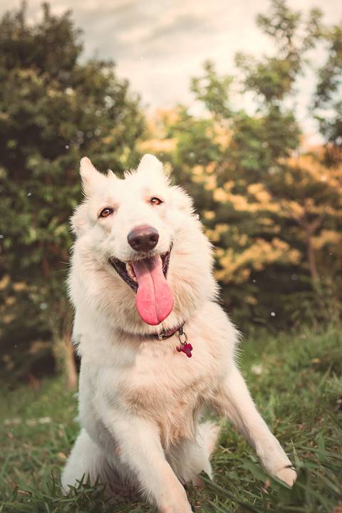 sorriso lindo registrado em ensaio pet em santa fé do sul'