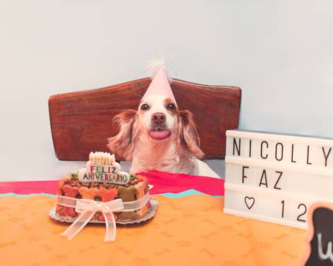 fotografia de aniversário pet em são josé do rio preto - sp'