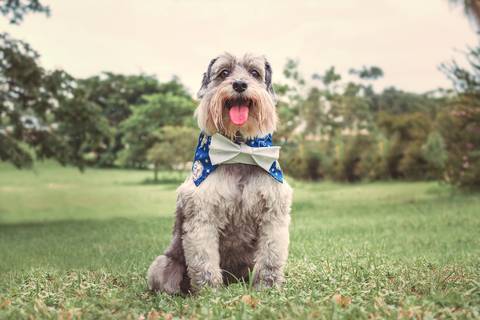 foto de cão com produto pet'