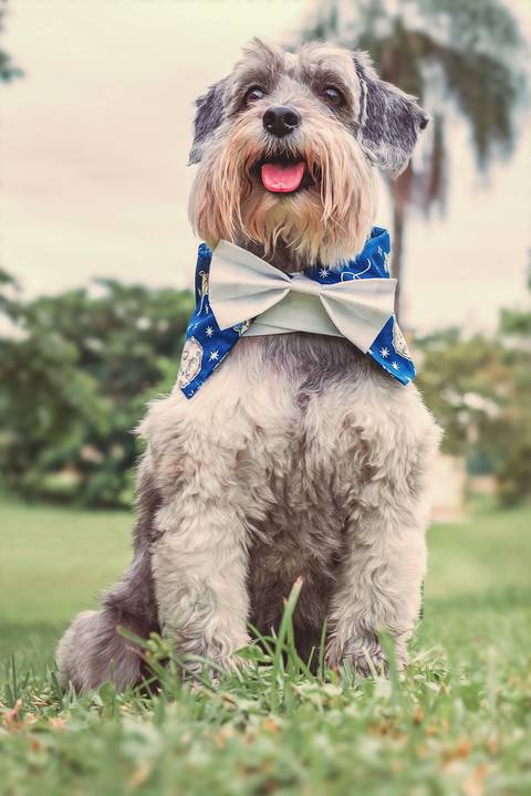 foto de cão com produto pet em são josé do rio preto'