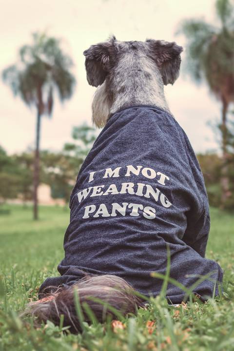 foto de cão com produto pet em são josé do rio preto - sp'