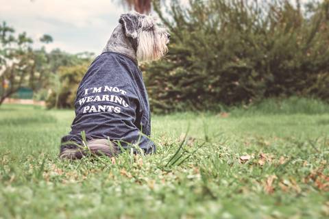 foto de cão com produto pet em rio preto'
