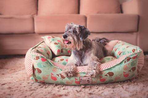 fotografia de produtos pet em rio preto - sp'