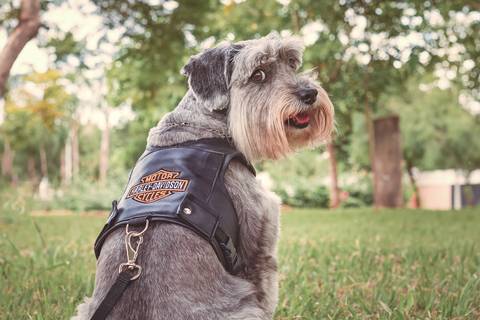 fotografia de roupa pet para catálogo em são josé do rio preto - sp'